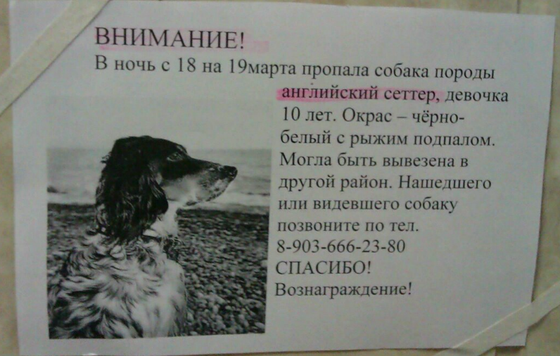 Объявление о пропаже собаки 3 класс русский. Объявление о пропаже собаки. Объявление пропала собака. Объявление о пропаже щенка. Потеря собаки объявления.