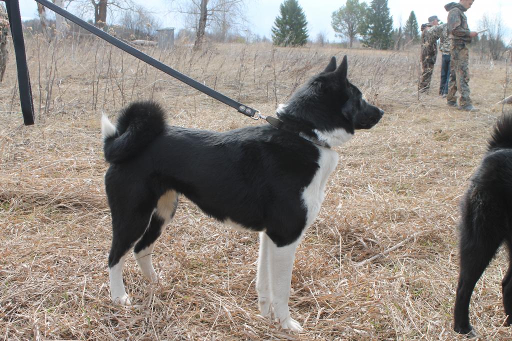 Купить Щенка Норвежской Лайки В Перми