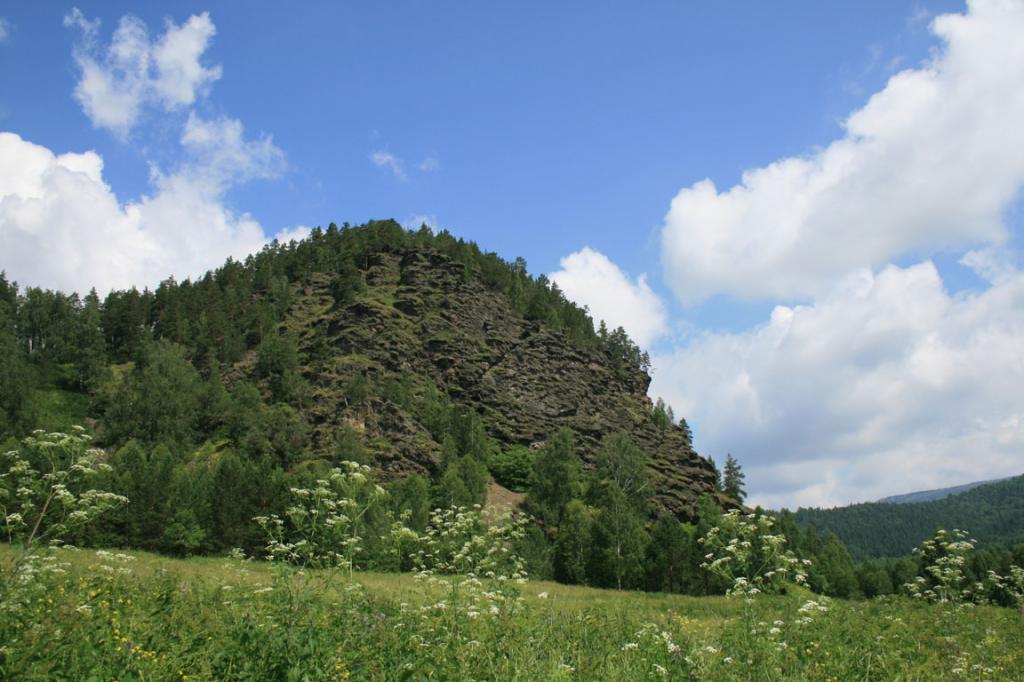 Деревья Башкортостана Фото