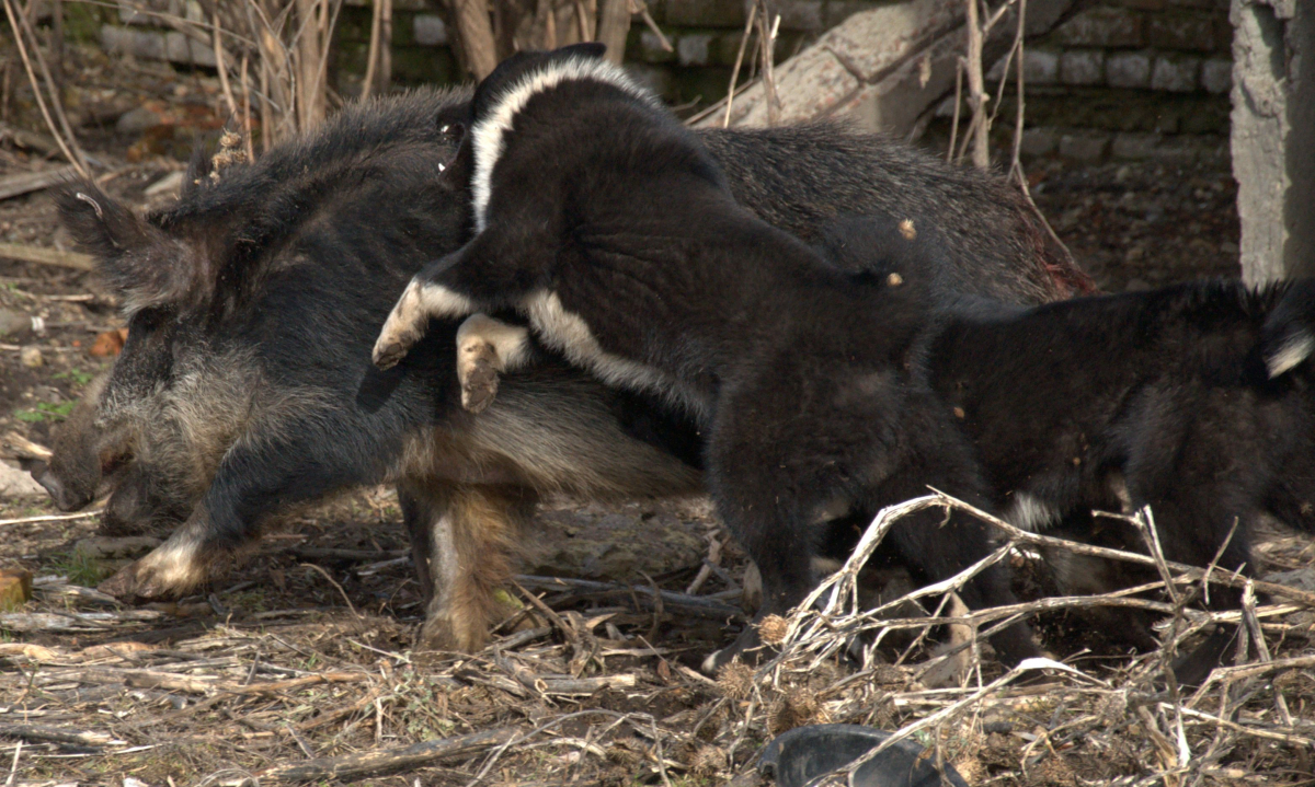 Член кабана картинки