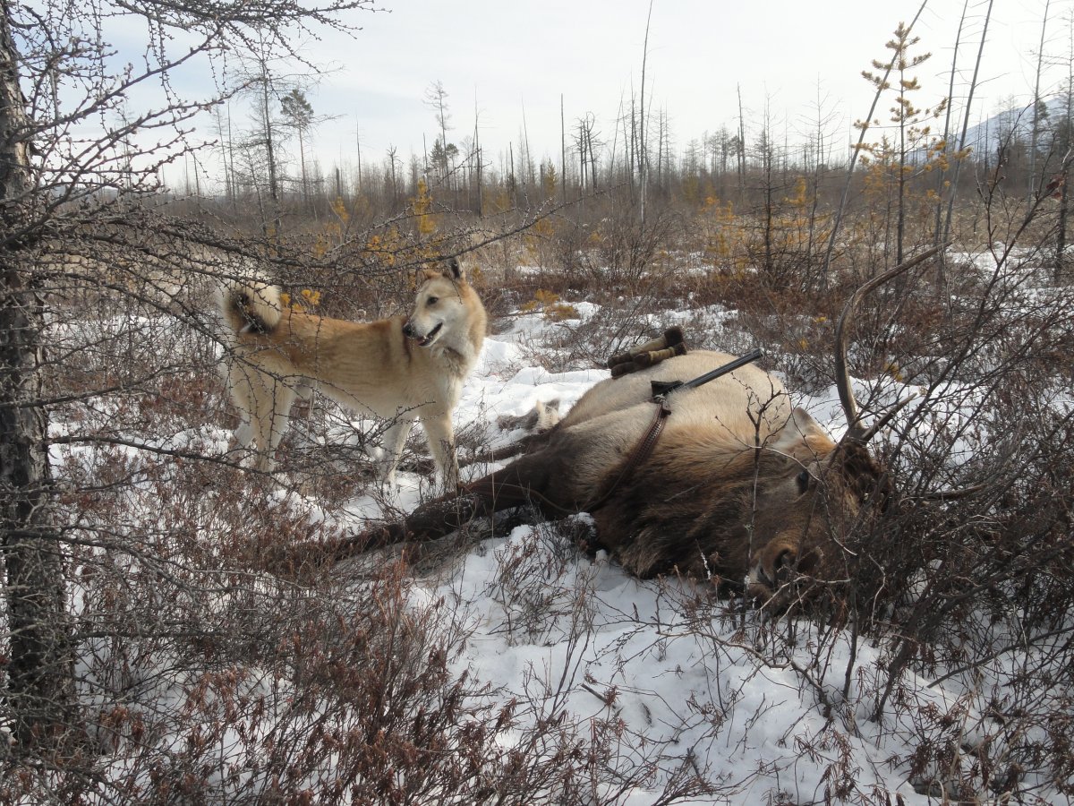 Охота на медведя видео 2023. Охота с лайками на лося в Сибири. Тайга Сибирь охота на волка. Охота зимой.