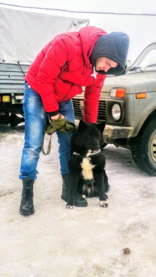 Самарская областная выставка охотничьих собак-2017 (13).jpg