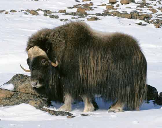 musk-ox.jpg.4f520350aab269bd06f13d6956aca274.jpg