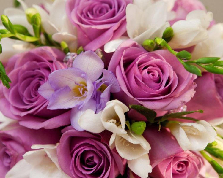 Holidays___International_Womens_Day_Purple_roses_in_a_bouquet_for_women_on_March_8_055846_10.jpg