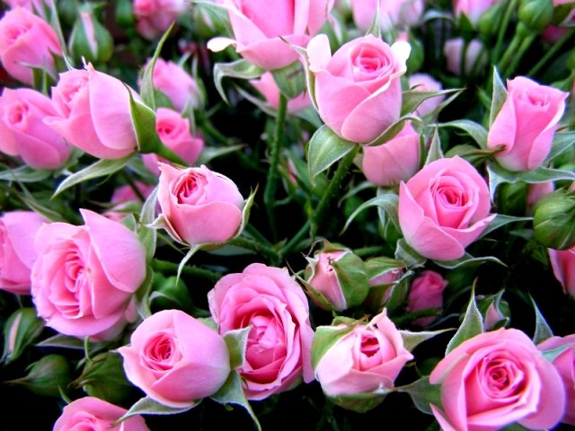 pink-roses-20250.jpg.ff2a7b8831d80fa51fcb8c617ff4a194.jpg