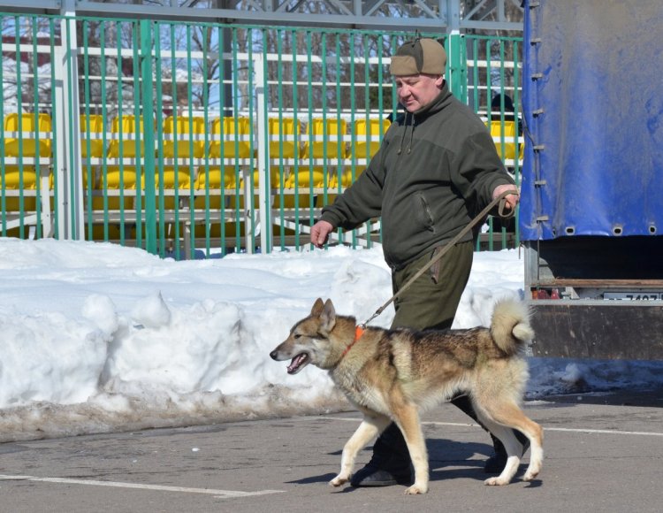 Волкв и Вожак.JPG