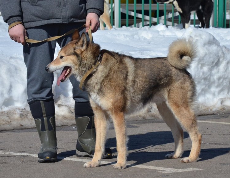 Ст коб первый 1.JPG