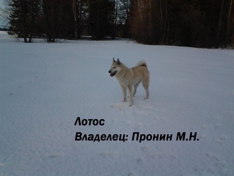 лотос.jpg