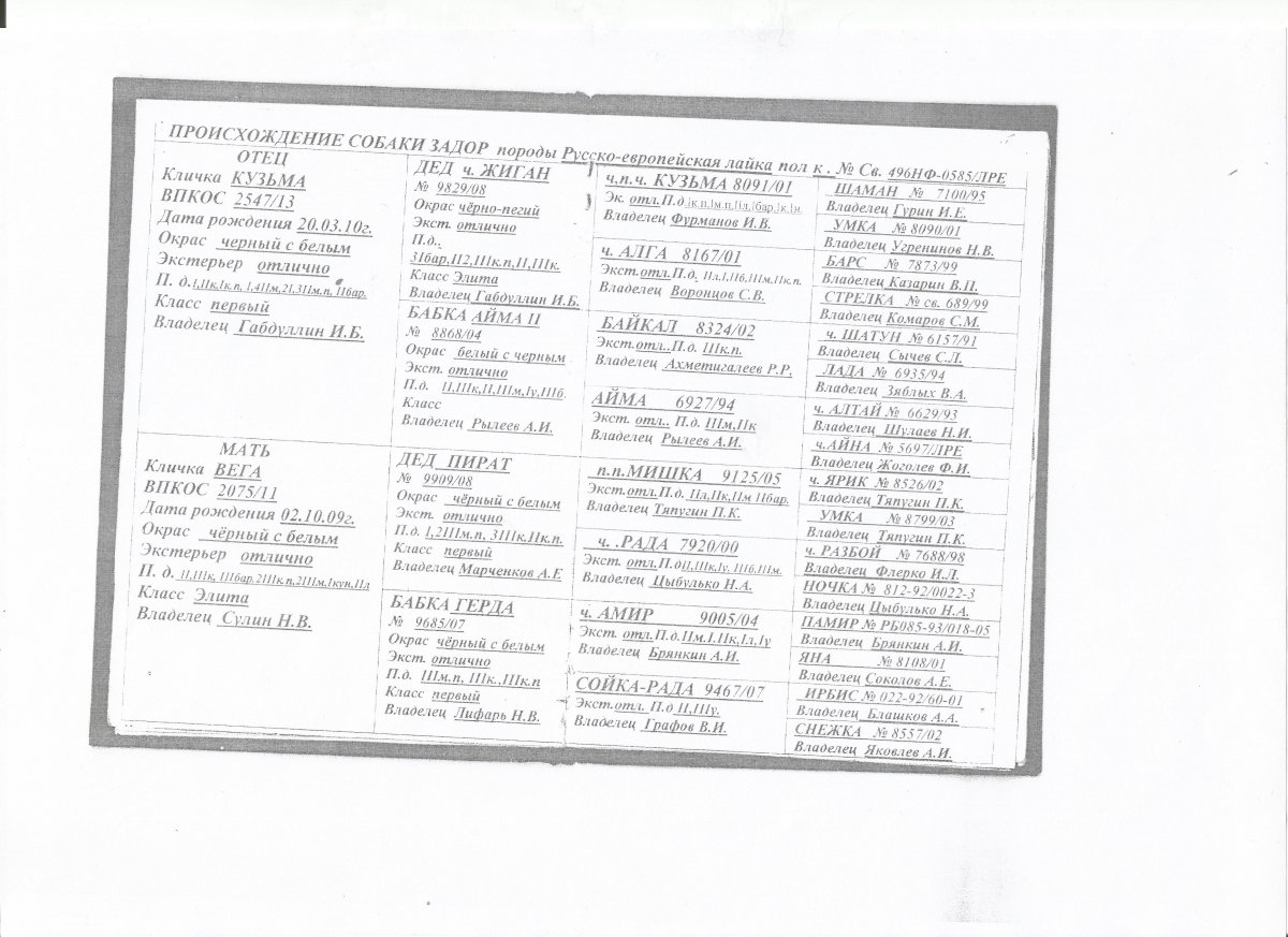 Щенки РЕЛ Санкт-Петербург - Объявления - ОХОТА С ЛАЙКОЙ