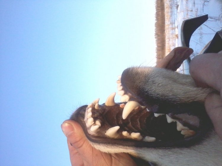 волк из Тюмени1.jpg