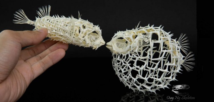 Так выглядит скелет рыбы фугу, благодаря которому она может раздуваться как шар.jpg